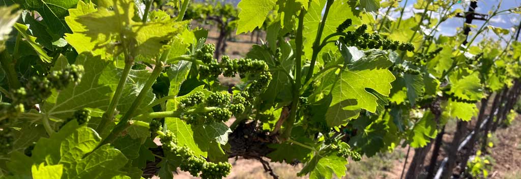 Bud break in the vineyard