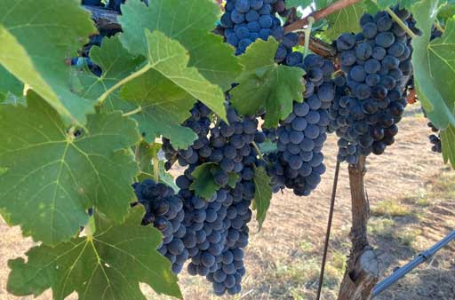 Tempranillo clusters	