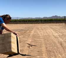 Just-released kestrel on drip line